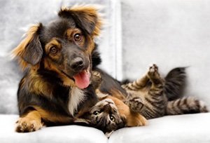 Tips to Improve Indoor Air Quality with Pets